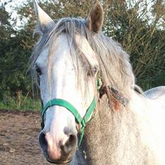 Connemara Østervangens Bolettte( DØD)