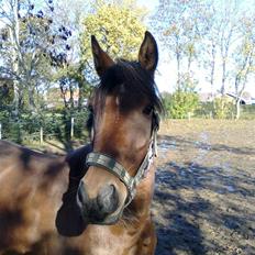 Anden særlig race Aukje "Lille'pigen" <3