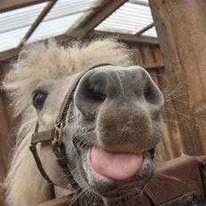 Shetlænder LUCKY LUKE * HALVPART*