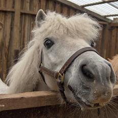 Shetlænder LUCKY LUKE * HALVPART*