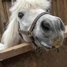 Shetlænder LUCKY LUKE * HALVPART*