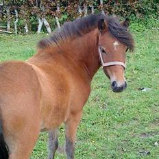Anden særlig race Lille Gitte solgt/byttet