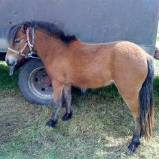 Anden særlig race Lille Gitte solgt/byttet