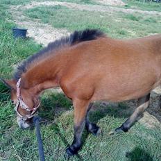 Anden særlig race Lille Gitte solgt/byttet