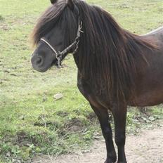 Anden særlig race Pedro