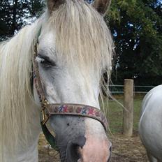 Welsh Mountain (sec A) Lundehuset's Misty SOLGT