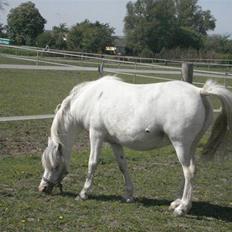 Welsh Mountain (sec A) Lundehuset's Misty SOLGT