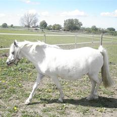 Welsh Mountain (sec A) Lundehuset's Misty SOLGT