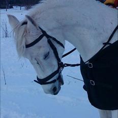 Arabisk fuldblod (OX) ~Solsikkens Ismail Ox~