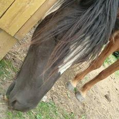 Anden særlig race Zelia  