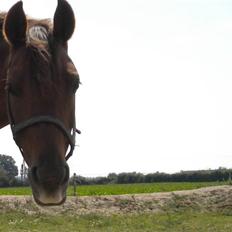 Anden særlig race flash/fersken solgt