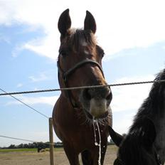 Anden særlig race flash/fersken solgt