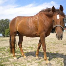 Anden særlig race flash/fersken solgt