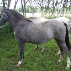 Welsh Mountain (sec A) Fakla Rose 