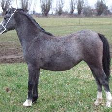 Welsh Mountain (sec A) Fakla Rose 