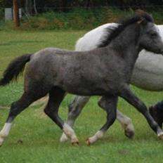 Welsh Mountain (sec A) Fakla Rose 