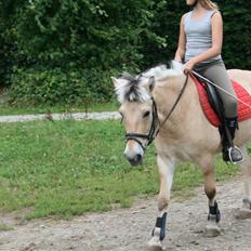 Fjordhest Elaiza Ore <3 |Gl part|