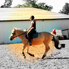 Fjordhest Elaiza Ore <3 |Gl part|