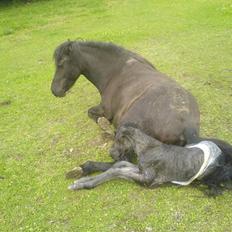 Islænder Djarfur fra Essendrup