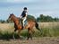 Traver Bingo  - Lidt gallop!