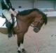 New Forest Borrebjergs Mascot R.I.P*