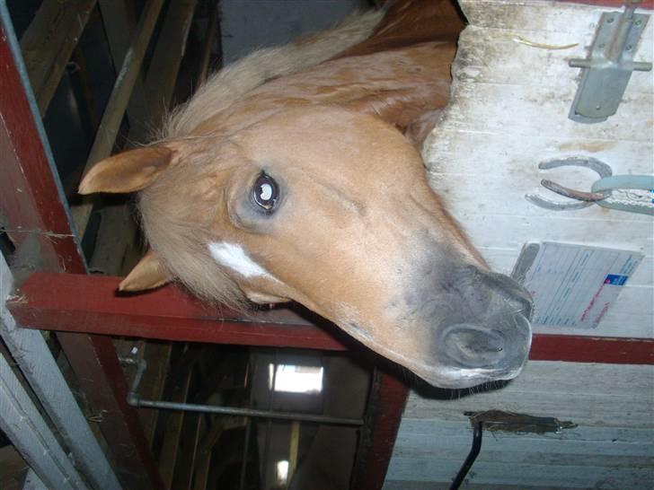 Anden særlig race Picasso!<3 - savnet. billede 13