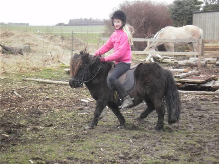 Shetlænder Isak - Cecilie og Isak <3 billede 15