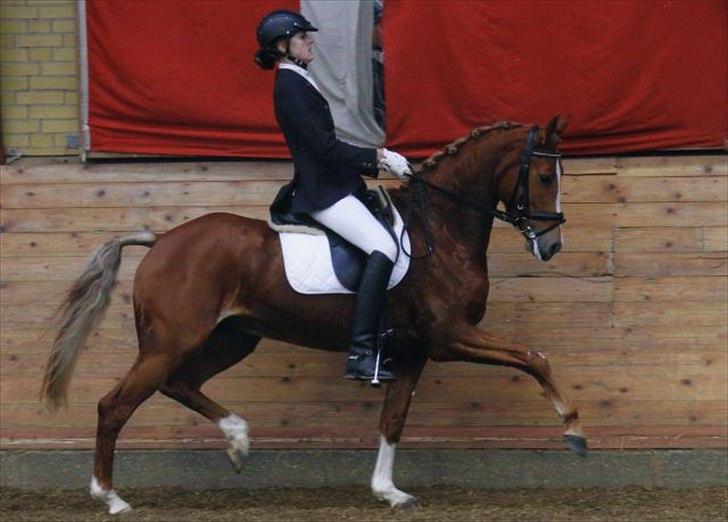 DSP Hedemands Aurora A-pony - Vinder af DSP 7-års Championat 2010 billede 4