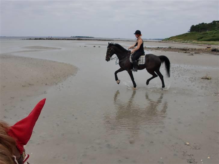 Hannoveraner Whiskey  - Sokke & Amalie rider lidt dressur på stranden :) billede 9