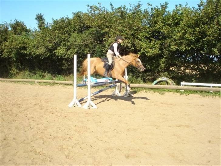 Tysk Sportspony la belle cheval - Belle og jeg til træning og hun var bare god den dag billede 2