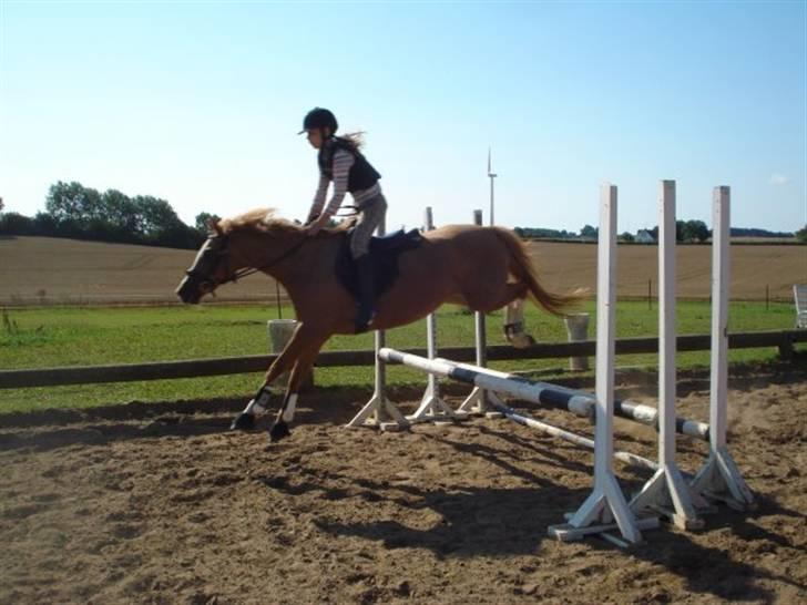 Tysk Sportspony la belle cheval -  La belle og jeg hvores første tripelbar. billede 3