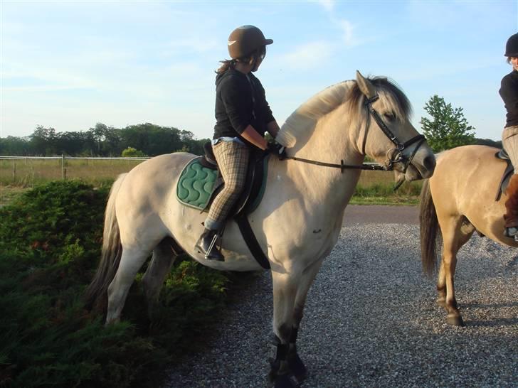 Fjordhest Bailey billede 1