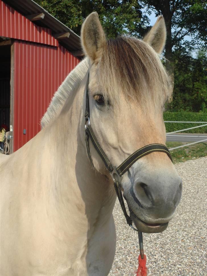 Fjordhest Bailey billede 2