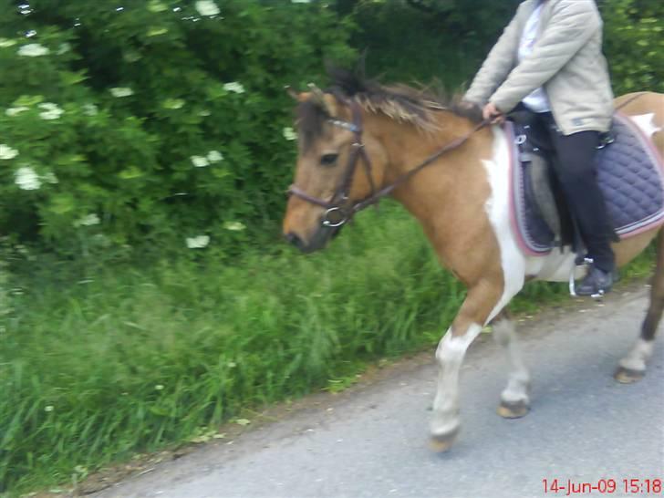 Anden særlig race Lunte †R.I.P† billede 1