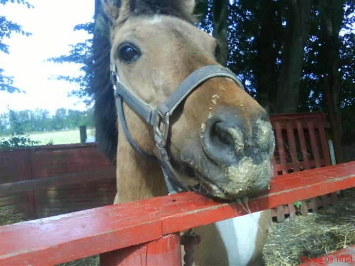 Anden særlig race Lunte †R.I.P† - her har lunte lige spist og som i kan se smagte det godt :D <33 billede 2