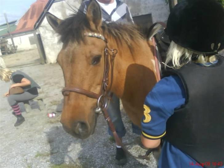 Anden særlig race Lunte †R.I.P† billede 3