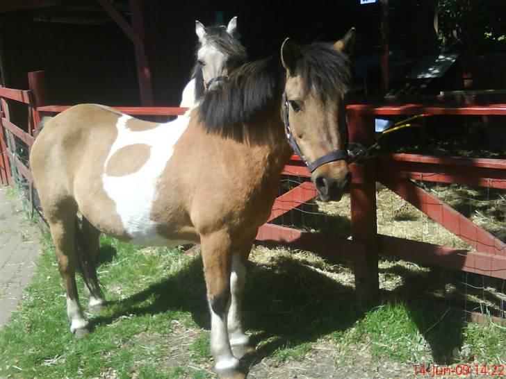 Anden særlig race Lunte †R.I.P† billede 6