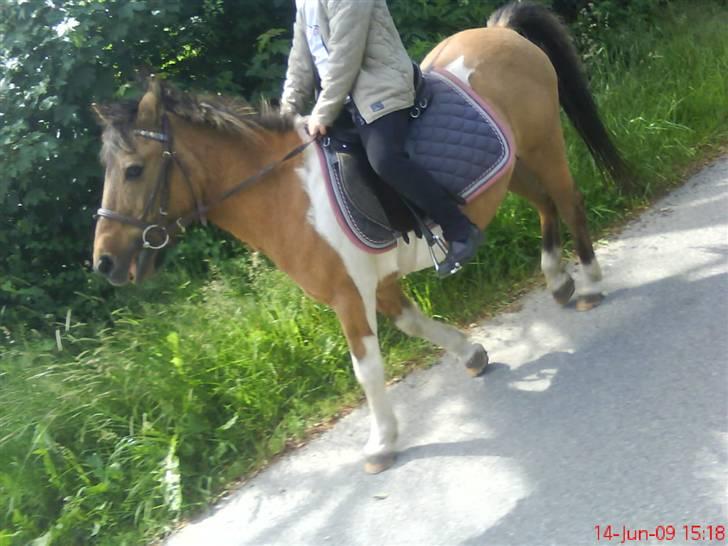 Anden særlig race Lunte †R.I.P† billede 7