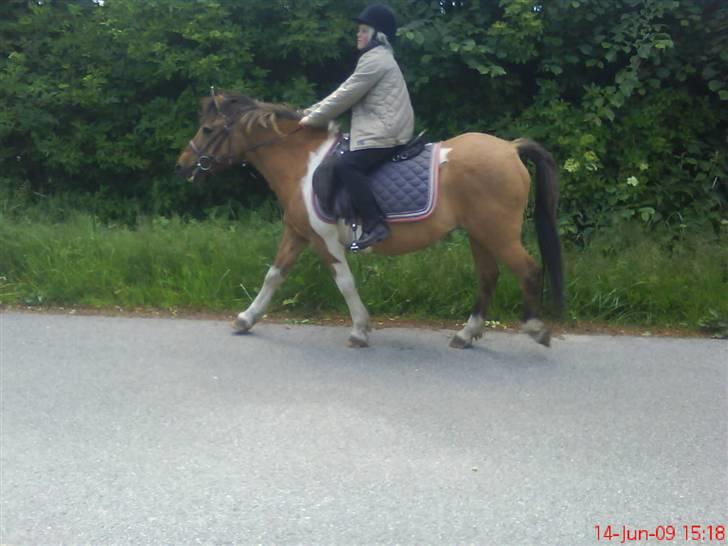 Anden særlig race Lunte †R.I.P† billede 8