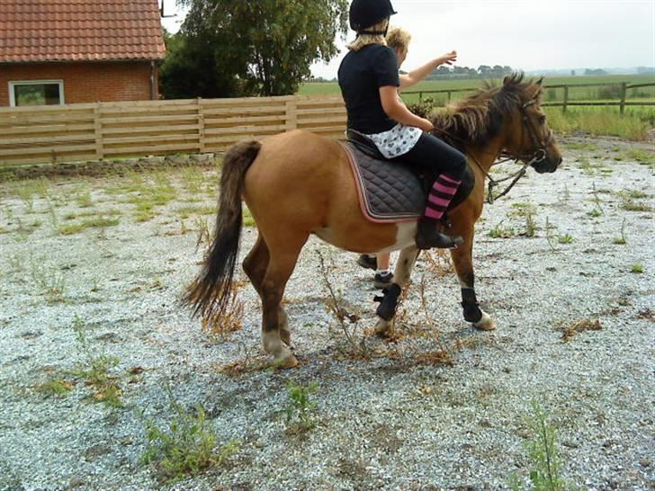 Anden særlig race Lunte †R.I.P† billede 12