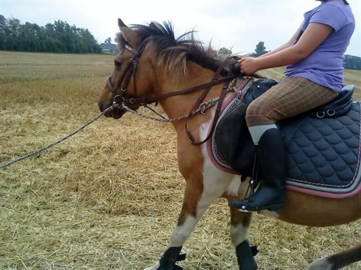 Anden særlig race Lunte †R.I.P† billede 13