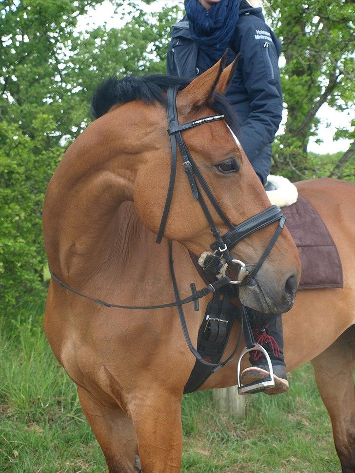 Anden særlig race Sunshine - Smukke Solskin den 15 maj 2011. Foto: Julie.   billede 1