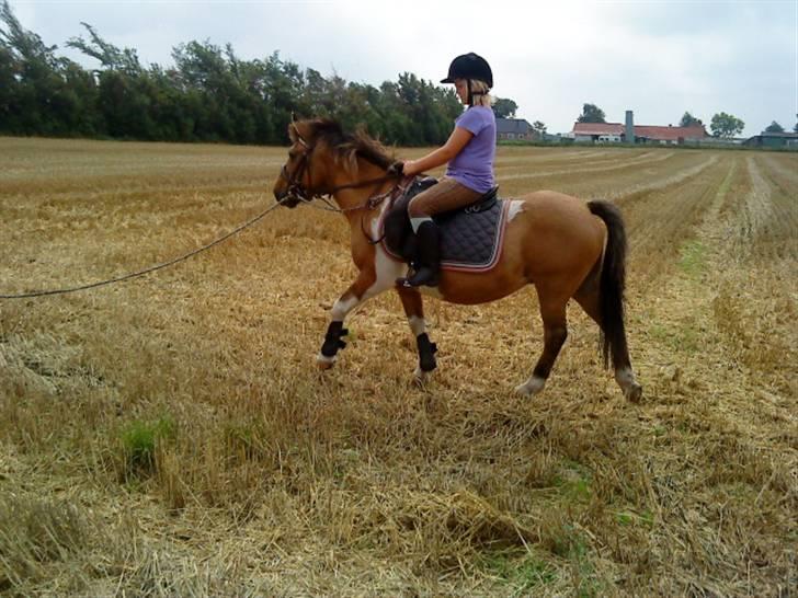 Anden særlig race Lunte †R.I.P† billede 16