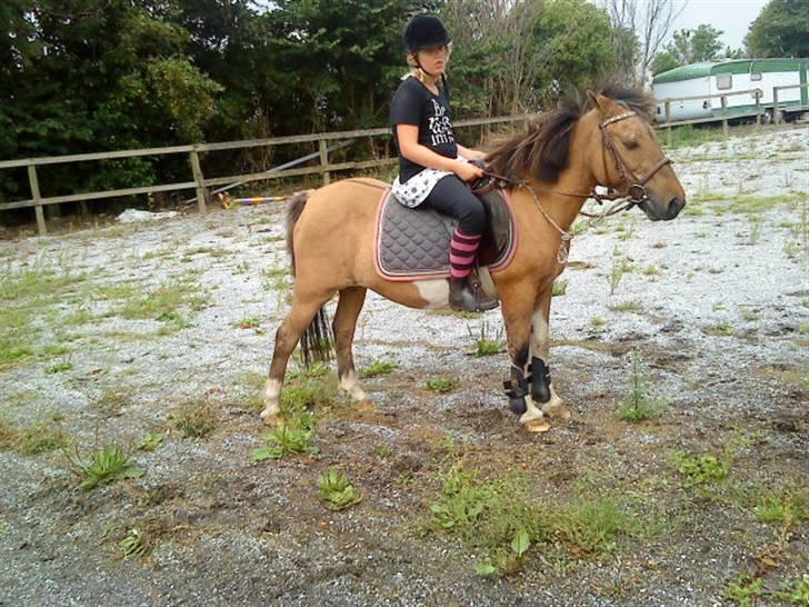 Anden særlig race Lunte †R.I.P† billede 17