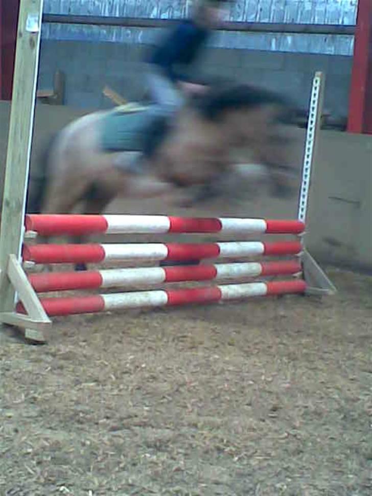 Anden særlig race Lunte †R.I.P† billede 19