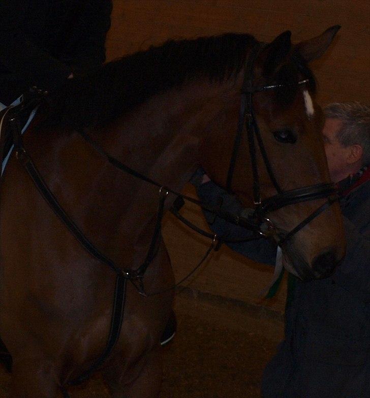 Anden særlig race Sunshine - Søde Sunshine til præmieoverrækkelse i Hammerum d. 13 februar 2011. Foto: Julie Mølgaard Jensen. billede 3