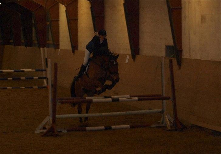 Anden særlig race Sunshine - Sunshine I LD i Hammerum. Fin og glad hest! :-) d. 13 februar 2011 Foto: Julie M. Jensen.  billede 4