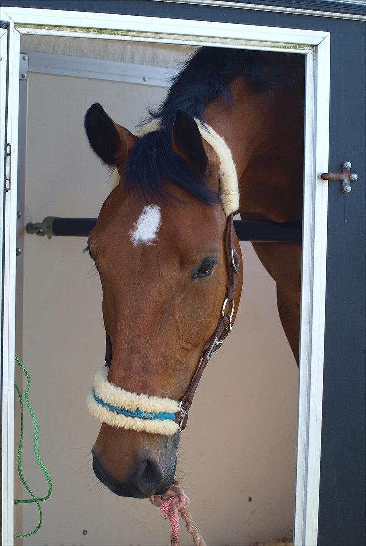 Anden særlig race Sunshine - Sød ser hun ud. I traileren til Hodsags regionsstævne d. 1 maj 2011. Foto: Mig.  billede 5