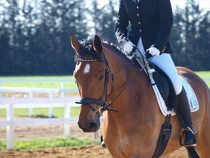 Anden særlig race Sunshine - Smukke Solskin til stævne i Hodsager d. 1 maj 2011. foto: Mig.   billede 6