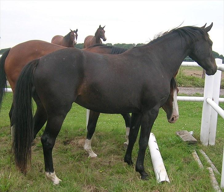 Dansk Varmblod Aspecada - sommer 2010, tre år billede 11